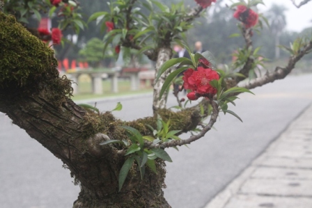 siêu cây, đào tiến vua, cây khủng, triển lãm...