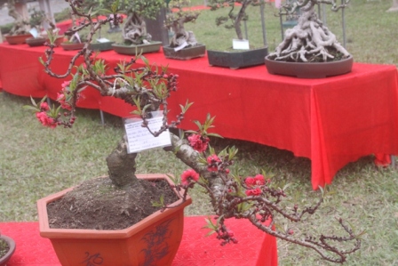 siêu cây, đào tiến vua, cây khủng, triển lãm...