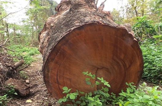 Có những khúc gỗ “khủng” 2 người ôm