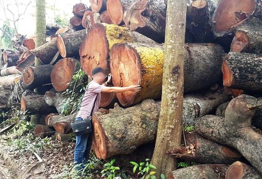 Khúc gỗ có đường kính bằng cả sải tay người