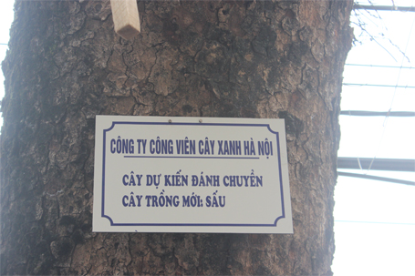 Xuất hiện nhiều biển trưng cầu ý kiến người dân về thay thế cây xanh