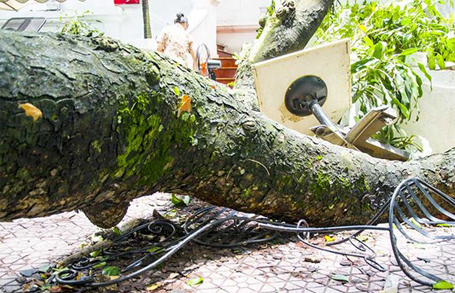 Bàn ghế của nhà hàng bị cành xà cừ đè bẹp, làm hư hỏng