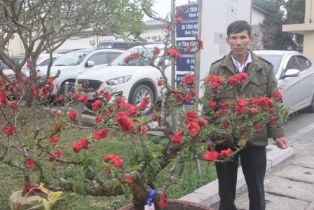 siêu cây, đào tiến vua, cây khủng, triển lãm...