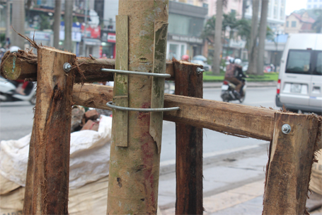 382 cây Vàng tâm vừa được trồng trên phố Nguyễn Chí Thanh.