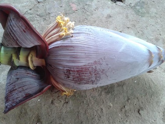Má tôi thường bóp gỏi gà bằng bắp chuối xiêm Má tôi thường bóp gỏi gà bằng bắp chuối xiêm
