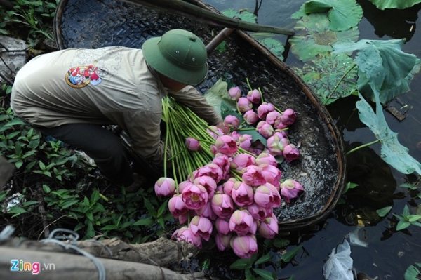 Hà Nội rực rỡ mùa hoa sen 