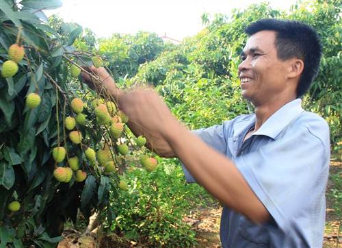 Theo đánh giá thì năm nay, kinh đô vải thiều Lục Ngạn sẽ tiếp tục được mùa.
