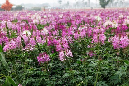 Thung lũng hoa tuyệt đẹp này nằm ở ngã ba đường Nhật Chiêu - Công Viên Nước Hồ Tây.