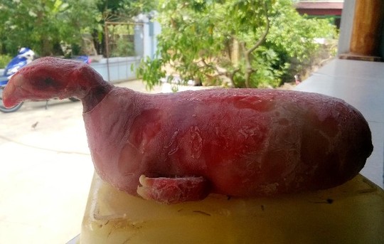 Xôn xao heo mẹ đẻ ra 