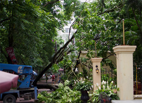 Đơn vị cây xanh đang khắc phục sự cố