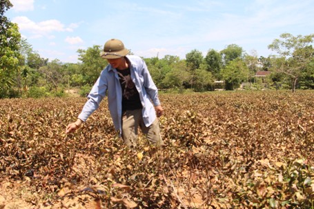 Nếu nắng nóng tiếp tục kéo dài nhiều hộ trồng chè có nguy cơ mất trắng