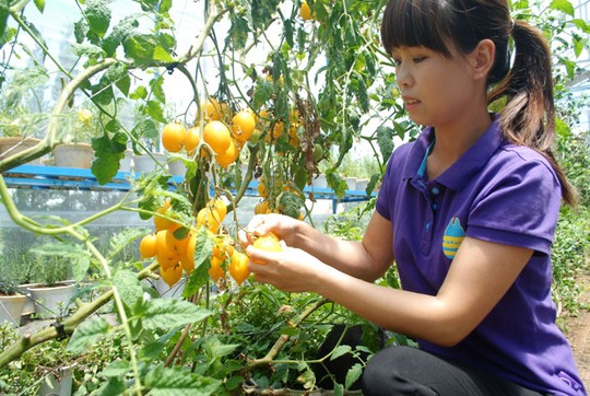 Ngô bảy màu, chuối đỏ, dưa hấu đen