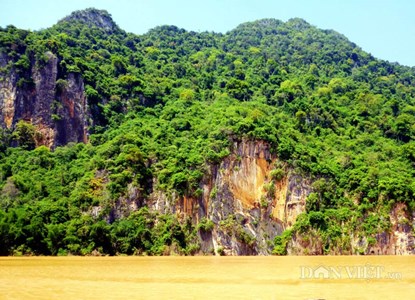 Đi tìm ‘cây thần’ giúp ‘cải tử hoàn sinh’ trên dãy Pha Long