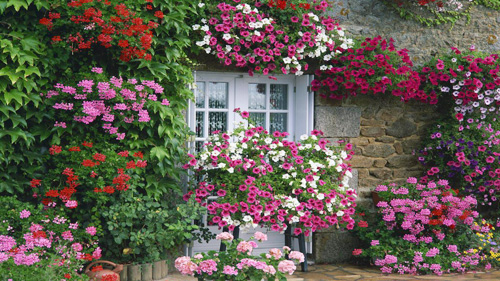 Những ngôi nhà rực rỡ sắc màu nhờ các giỏ hoa