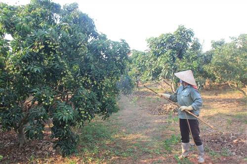 Người dân thôn Kép 1, Lục Ngạn đang chăm sóc vải thiều để chuẩn bị cho thu hoạch.