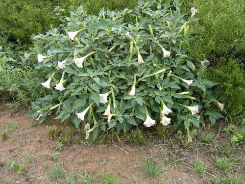 Sacred_Datura_дату%D