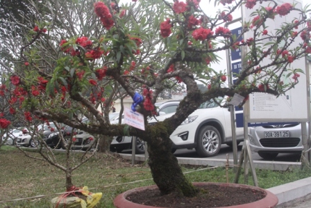 siêu cây, đào tiến vua, cây khủng, triển lãm...