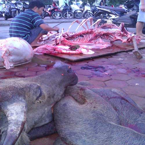 trâu-bò, nội-tạng, đồ-thối, ăn-nhậu, hóa-chất, công-nghệ, rùng-mình, phù-phép, tẩm-ướp, trâu bò, nội tạng, đồ thối, ăn nhậu, hóa chất, công nghệ, rùng mình, phù phép, tẩm ướp trâu-bò, nội-tạng, đồ-thối, ăn-nhậu, hóa-chất, công-nghệ, rùng-mình, phù-phép, tẩm-ướp, trâu bò, nội tạng, đồ thối, ăn nhậu, hóa chất, công nghệ, rùng mình, phù phép, tẩm ướp