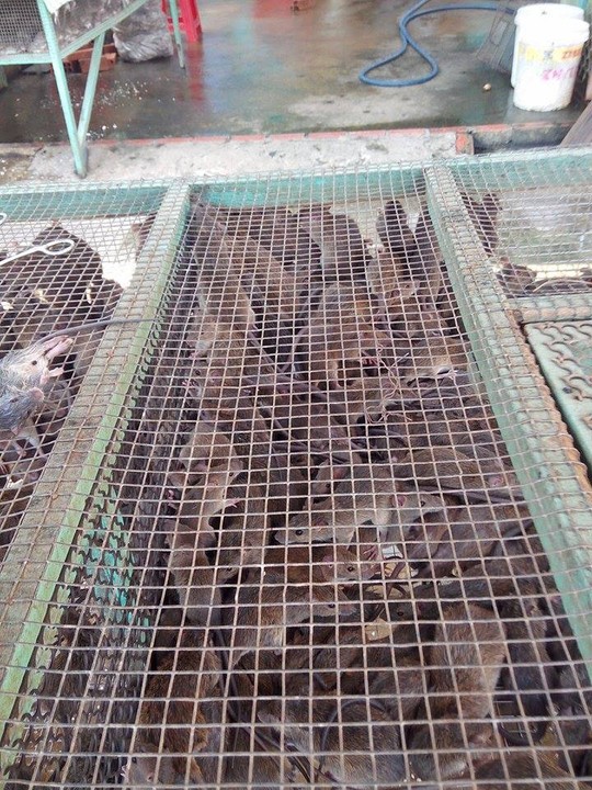 Nên chọn chuột cơm còn sống và nhờ người bán làm thịt tại chỗ sẽ ngon và đảm bảo an toàn vệ sinh Nên chọn chuột cơm còn sống và nhờ người bán làm thịt tại chỗ sẽ ngon và đảm bảo an toàn vệ sinh