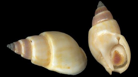 Những cách giúp phòng ngộ độc từ ốc biển