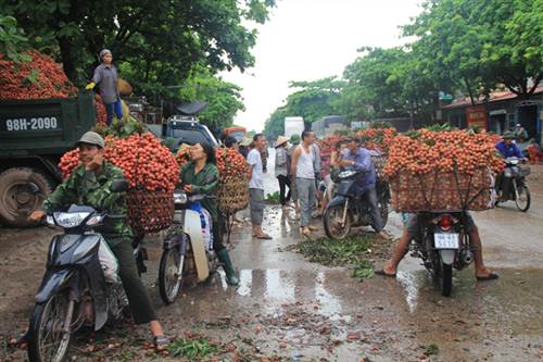 Người dân thôn Kép 1, Lục Ngạn đang chăm sóc vải thiều để chuẩn bị cho thu hoạch.
