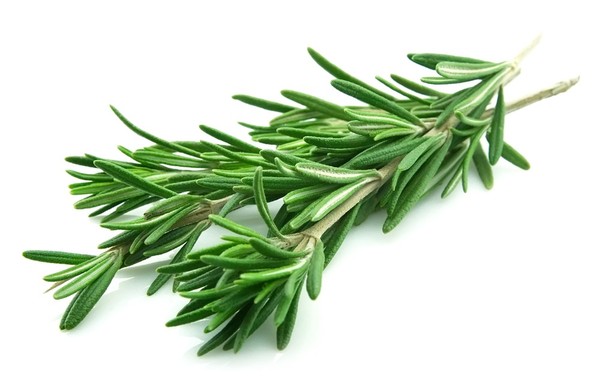thảo mộc 4 thảo mộc 4