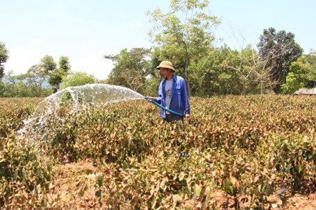 Những người trồng chè đang tích cực tưới tiêu cả ngày lẫn đêm để cứu lấy số diện tích chè còn lại