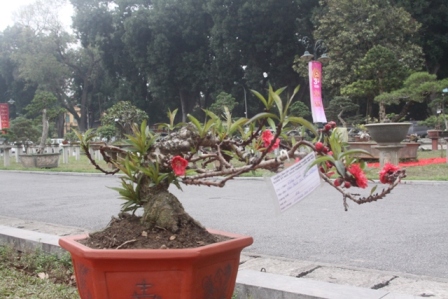 siêu cây, đào tiến vua, cây khủng, triển lãm...