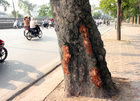 Những mảng cắt lớn quanh gốc xà cừ