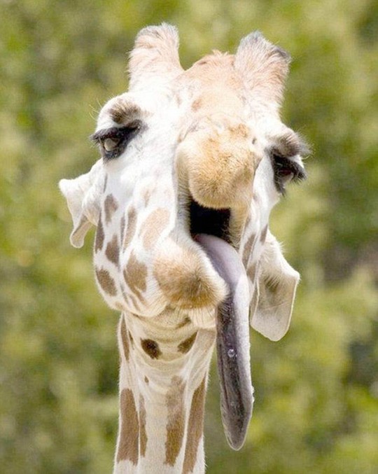 This giraffe, pictured, spent the evening making his way across the top shelf of the bar drinking the finest of whiskey and gin 