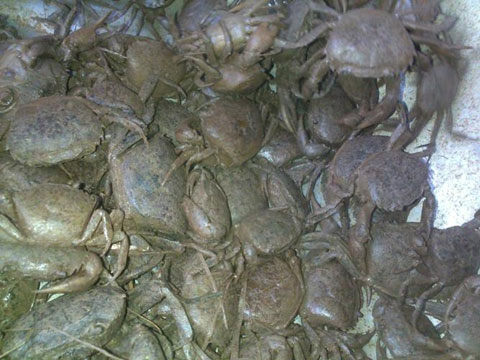 bò viên, thịt thối, thịt gà, đậu nành, hương liệu, yến sào, đồ chơi, Trung Quốc, rau sạch, trái cây, điều hòa, thu phí, bò-viên, thịt-thối, thịt-gà, đậu-nành, hương-liệu, yến-sào, đồ-chơi, Trung-Quốc, rau-sạch, trái-cây, điều-hòa, thu-phí bò viên, thịt thối, thịt gà, đậu nành, hương liệu, yến sào, đồ chơi, Trung Quốc, rau sạch, trái cây, điều hòa, thu phí, bò-viên, thịt-thối, thịt-gà, đậu-nành, hương-liệu, yến-sào, đồ-chơi, Trung-Quốc, rau-sạch, trái-cây, điều-hòa, thu-phí