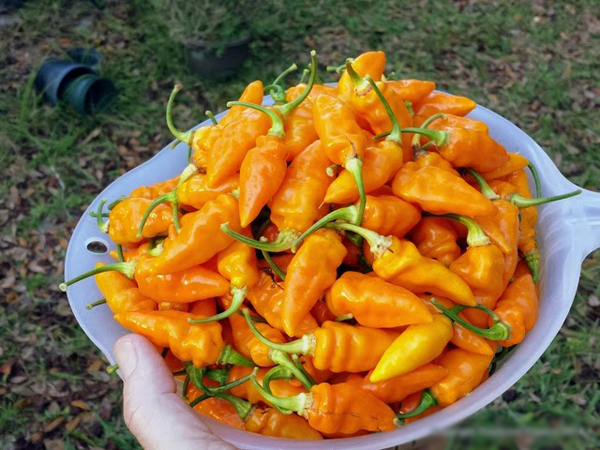 Datil-8483-1427771519.jpg