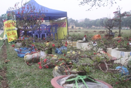 siêu cây, đào tiến vua, cây khủng, triển lãm...