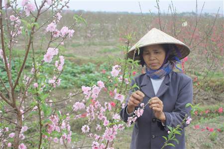 Do đào đã nở hết nên chỉ còn bứt lá để chờ vụ sau trồng lại.