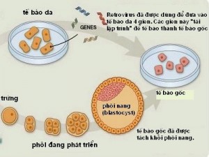 Sơ đồ TBG từ da người, một thành tựu đáng chú ý trong nghiên cứu TBG năm 2007. Ảnh:
NY Times