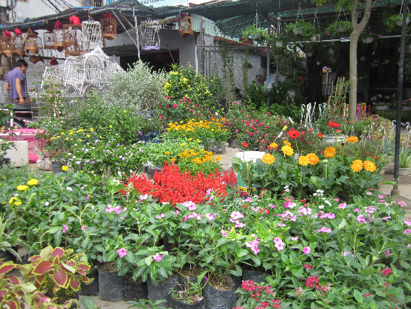 Một góc bán cây cảnh