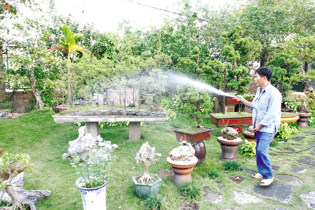Nhiều loại cây cảnh không chỉ làm đẹp mà còn có tác dụng làm trong sạch bầu không khí. Ảnh: Chí Cường