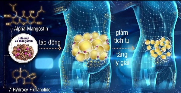 Hoạt chất sinh học thiên nhiên từ Belaunja và Mangastin có trong LIC làm giảm tích tụ và tăng ly giải mỡ trắng – phù hợp sinh lý giảm cân của cơ thể.