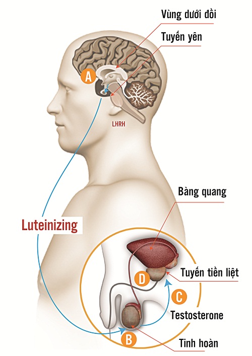 Luteinizing quyết định sự khởi phát chu trình sinh tổng hợp Testosterone nội sinh và điều tiết nồng độ nội tiết tố nam này theo đúng nhu cầu cơ thể cần.