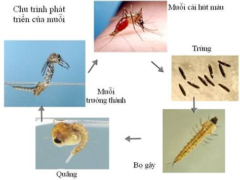 Chu trình lây truyền bệnh sốt xuất huyết của muỗi                                     Nguồn: Cục Y tế dư phòng