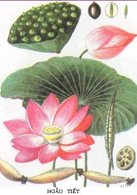 Ngẫu tiết.