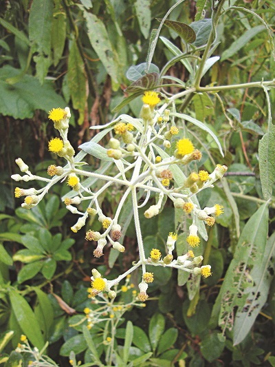 Mai hoa băng phiến