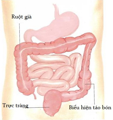 Hàng ngày nên tập cơ bụng bằng cách xoa từ hạ sườn phải sang hạ sườn trái xuống hố chậu trái để tăng cường nhu động ruột, tránh hiện tượng táo bón.