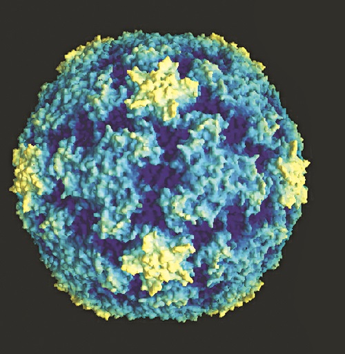 Rhinovirus