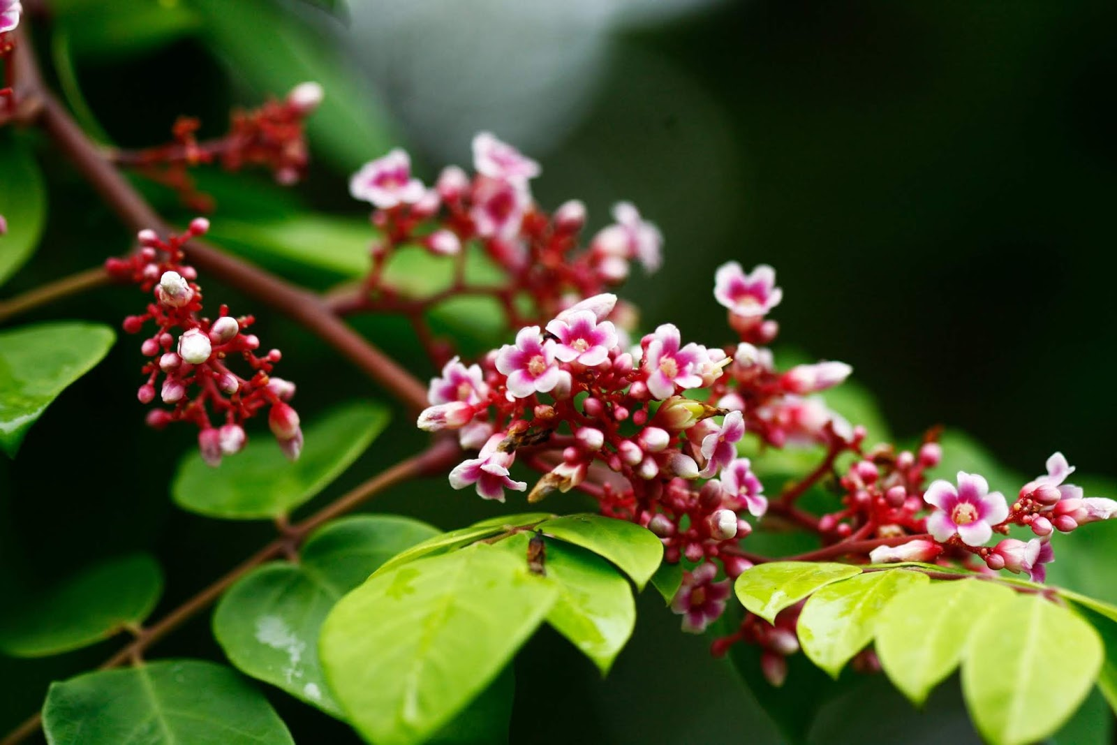 Giải pháp nào cho bé thường thường xuyên bị mẩn ngứa? - Ảnh 2. Giải pháp nào cho bé thường thường xuyên bị mẩn ngứa? - Ảnh 2.