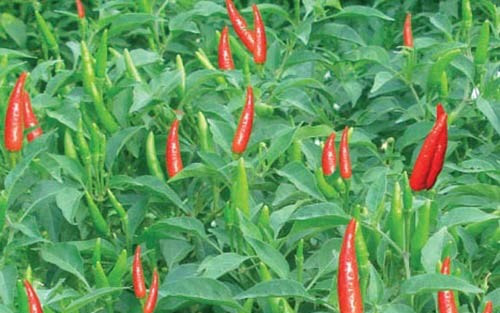 13 tác dụng chữa bệnh của cây ớt
