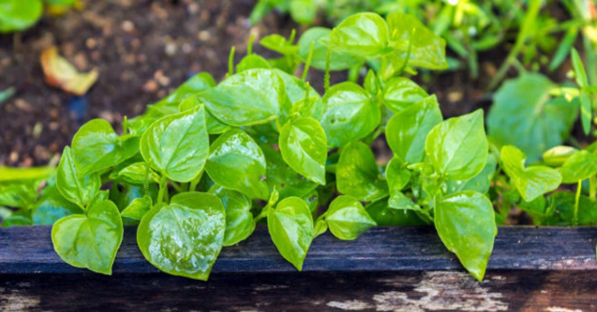 Rau càng cua từng bị coi là cỏ dại, hóa ra lại có nhiều tác dụng bất ngờ