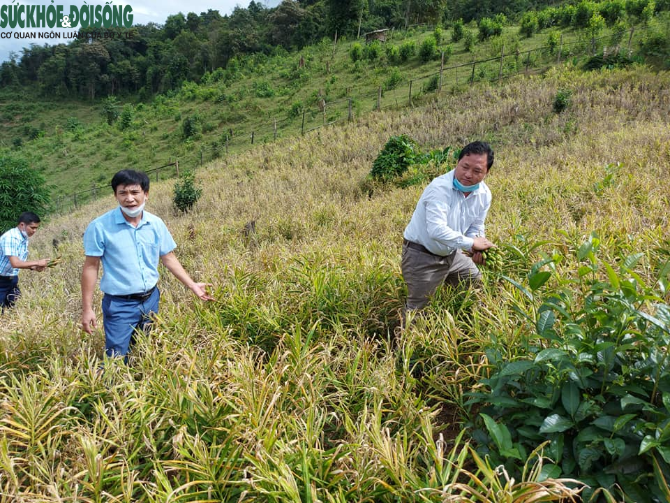 Đẩy mạnh giải quyết việc làm, tạo sinh kế bền vững cho người dân từ các tỉnh phía Nam về   - Ảnh 3.