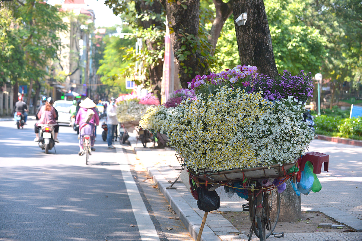 Cúc họa mi tinh khôi xuống phố cùng thu Hà Nội - Ảnh 1.