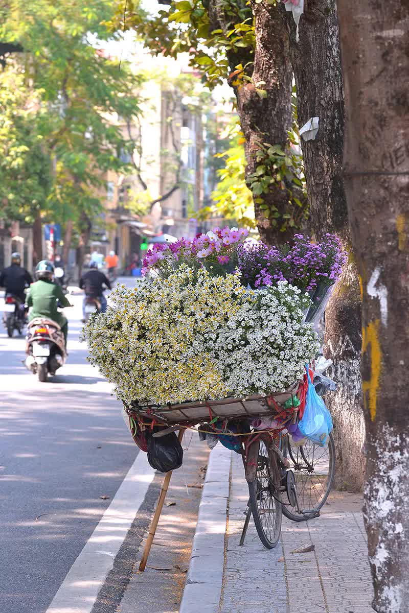 Cúc họa mi tinh khôi xuống phố cùng thu Hà Nội - Ảnh 9.